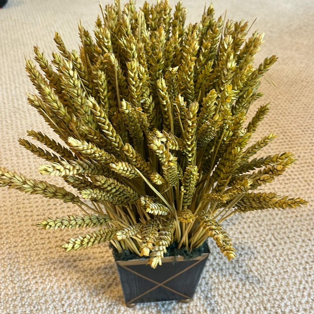 Wheatgrass pot decor. Approx 15 inches high 🖤🌾